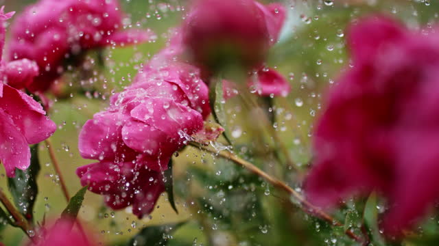 SUPER SLO MO Flowers in the heavy rain