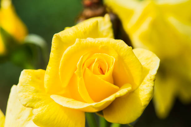 Sun Flare Rose or Violet Rose in Garden, Thailand.