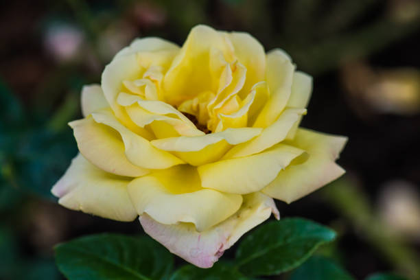 Peace Rose or Yellow Rose in Garden, Thailand.