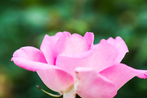 Beverly Rose or Pink Rose in Garden, Thailand.