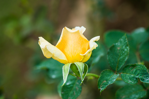 Bhubing 4 Rose or Yellow and Pink Rose in Garden, Thailand.