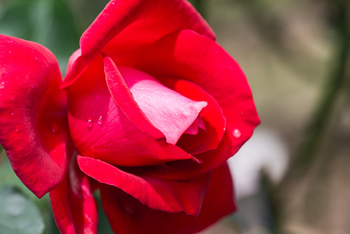 La Marseillaise Rose or Red Rose in Garden, Thailand.