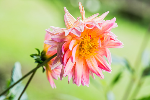 Close Up of Light Orange Dhalia Flower, Thailand.