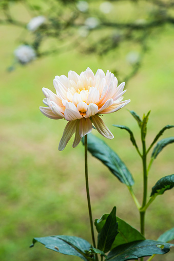 Close Up of White Dhalia Flower, Thailand.