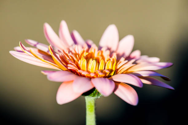 Pink Gerbera in Park, Thailand