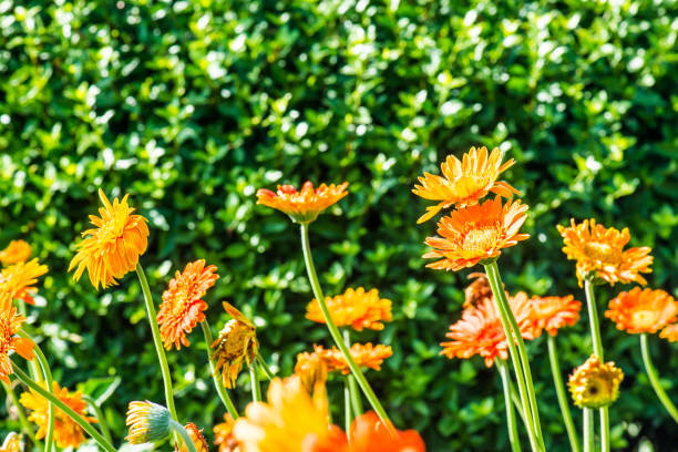 Orange Gerbera in Park, Thailand