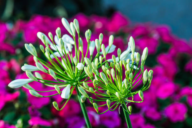 White Agapanthus Flowers in Thai, Thailand