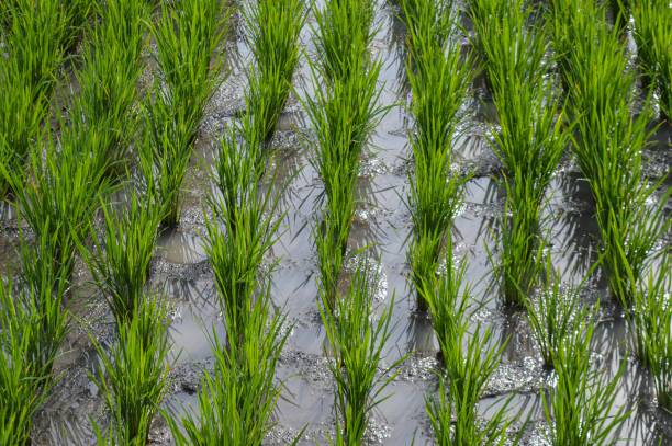 istock Rice Grain in a large rice field 1456303518