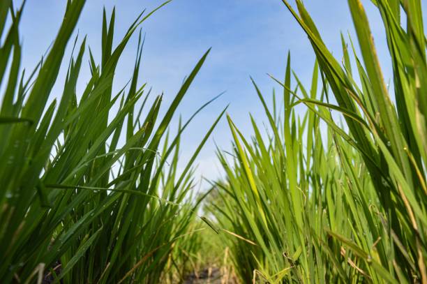 istock Rice Grain in a large rice field 1456303529