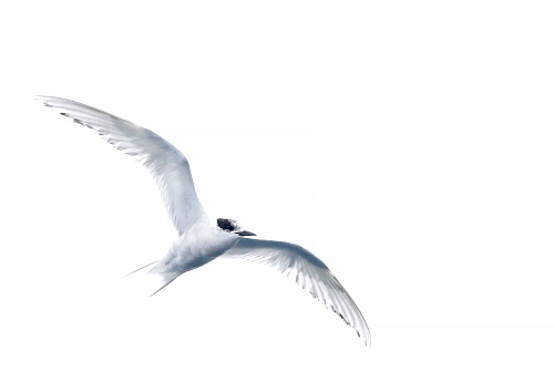Worn adult Antarctic Tern (Sterna vittata bethunei) flying along the shore near research station Buckles bay on Macquarie Island, Australia. Sometimes known as subspecies macquariensis.