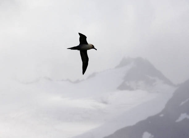 istock Light-mantled Sooty Albatross, Roetkopalbatros, Phoebetria palpebrata 1456303664