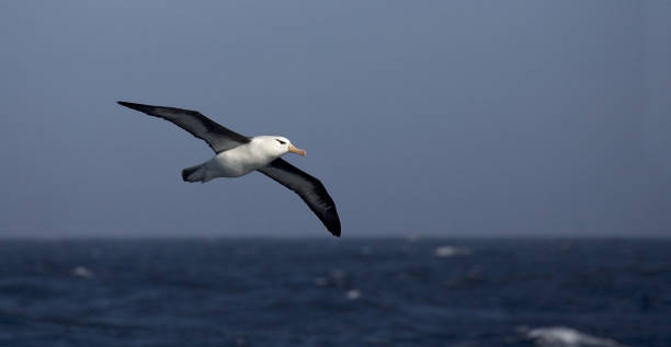 istock Black-browed Albatross, Wenkbrauwalbatros, Thalassarche melanophrys 1456303679