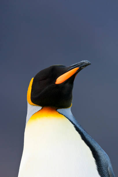 istock King Penguin, Aptenodytes patagonicus 1456303795