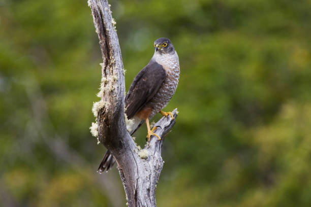 istock Chileense Sperwer, Chilean Hawk, Accipiter chilensis 1456303824