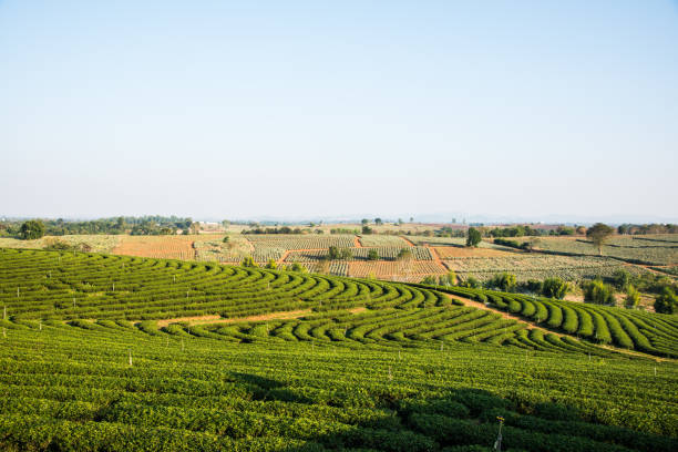 istock Tea Plantation in Thai 1456303899
