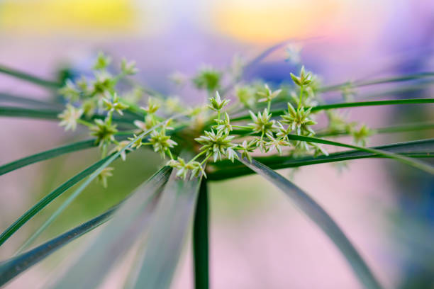 Flower of Umbrella Plant with Natural Background