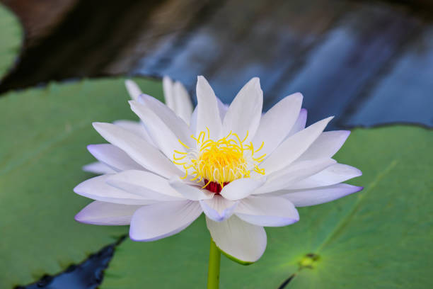 White Lotus Flower in The Pond, Chiangmai Province.