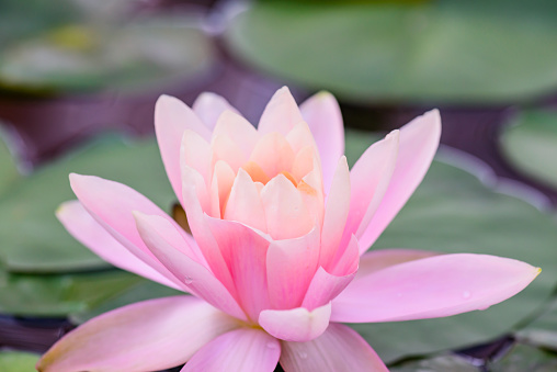 Pink Lotus Flower in The Pond, Chiangmai Province.