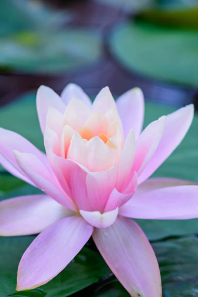 istock Pink Lotus Flower in The Pond 1456304857