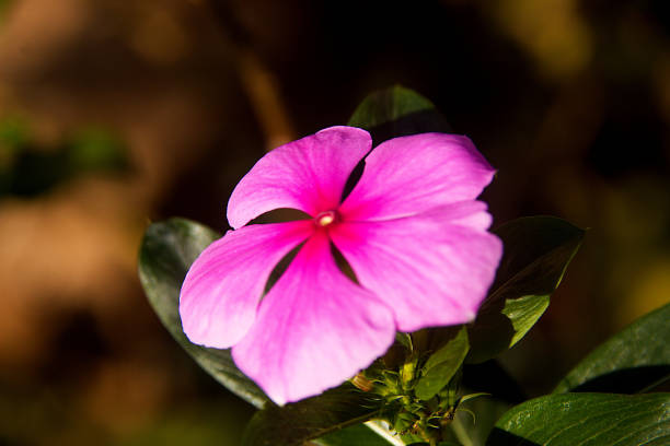 istock Lonely Catheranthus roseus Flower 1456305287