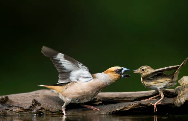 istock Appelvink, Hawfinch, Coccothraustes Coccothraustes 1456305966