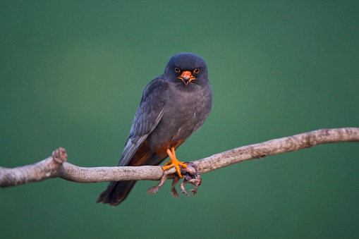 Roodpootvalk, Red-Footed Falcon, Falco vespertinus