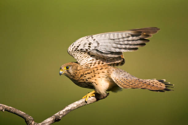 istock Torenvalk, Common Kestrel, Falco tinnunculus 1456306134