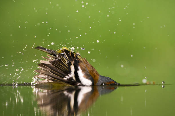 istock Vink, Common Chaffinch, Fringilla coelebs 1456306631