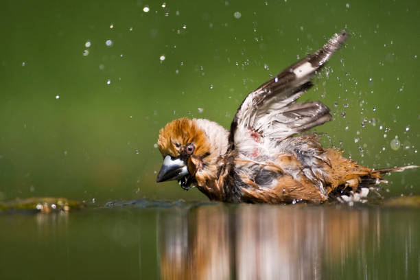 istock Appelvink, Hawfinch, Coccothraustes coccothraustes 1456306648