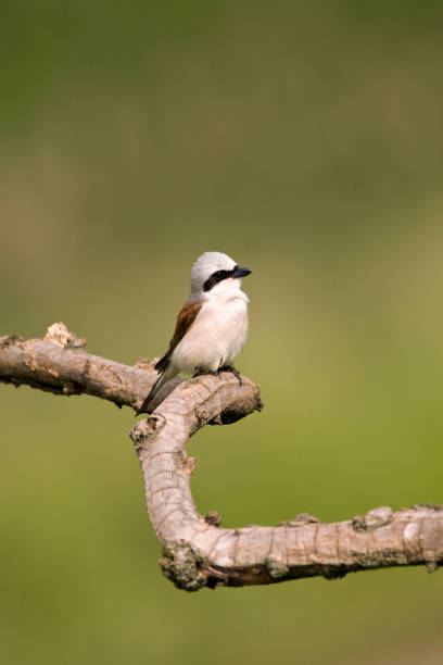 istock Grauwe Klauwier, Red-backed Shrike, Lanius collurio 1456306662