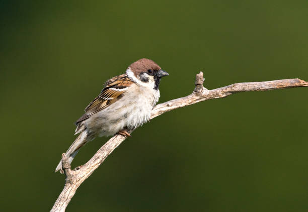istock Ringmus, Eurasian Tree Sparrow, Passer montanus 1456306670