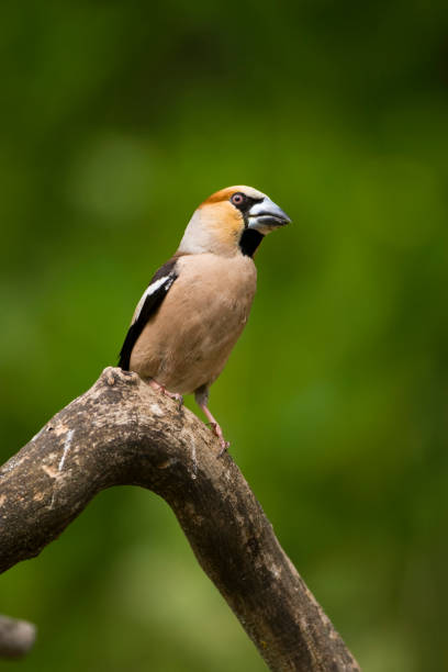 istock Appelvink, Hawfinch, Coccothraustes Coccothraustes 1456306695
