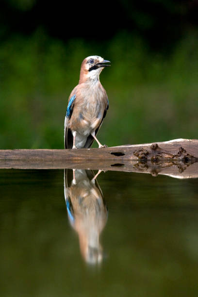 istock Gaai, Eurasian Jay, Garrulus glandarius 1456306735