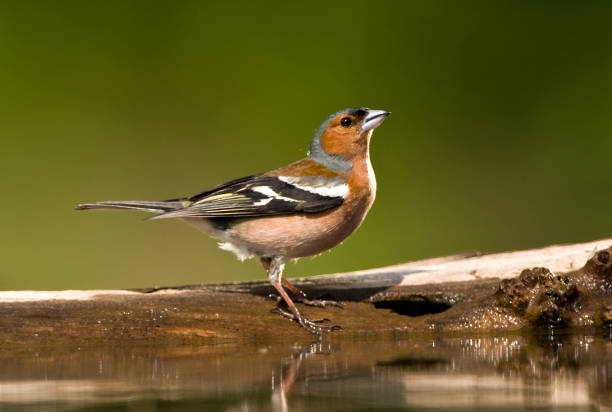 istock Vink, Common Chaffinch, Fringilla coelebs 1456306763