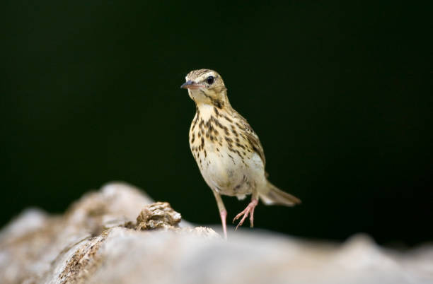 istock Boompieper, Tree Pipit, Anthus trivialis 1456307405