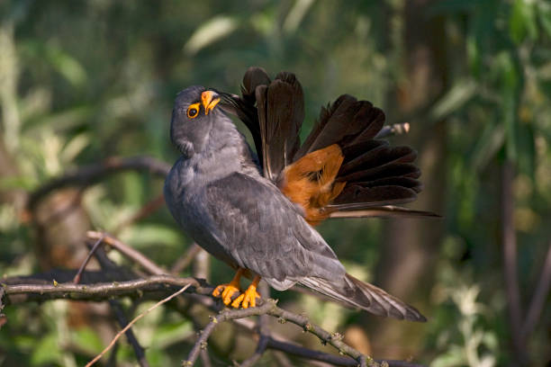 istock Roodpootvalk, Red-Footed Falcon, Falco vespertinus 1456307554