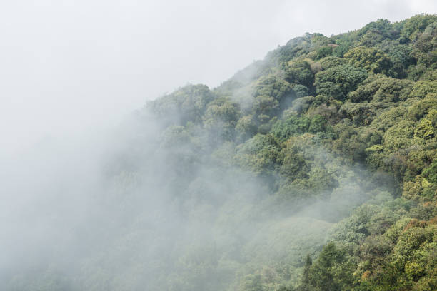 istock Forest with mist in national park 1456308350