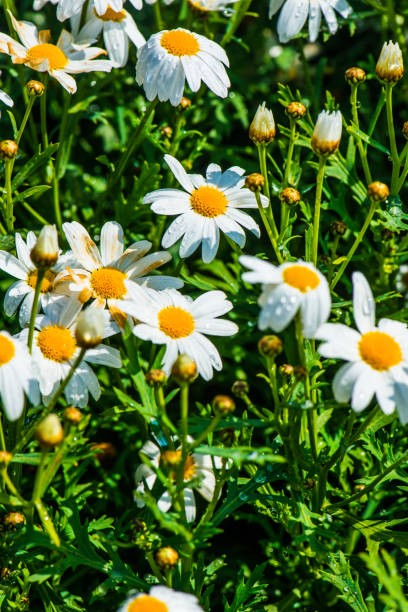 istock White flowers with water drops 1456308400