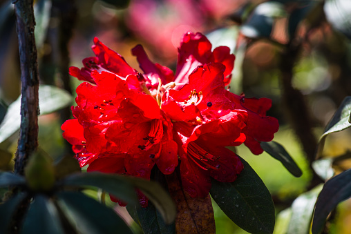 Rhododendron arboreum flower at Doi Inthanon national park, Thailand