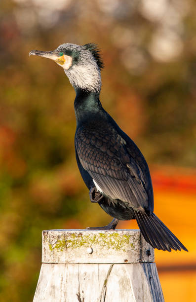 istock Great Cormorant, Phalacrocorax carbo 1456308541