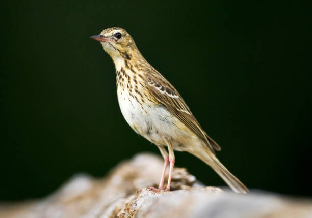 istock Boompieper; Tree Pipit; Anthus trivialis 1456308579