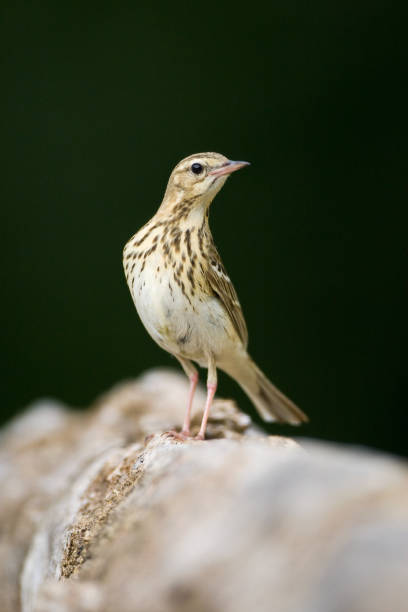 istock Boompieper, Tree Pipit, Anthus trivialis 1456308595
