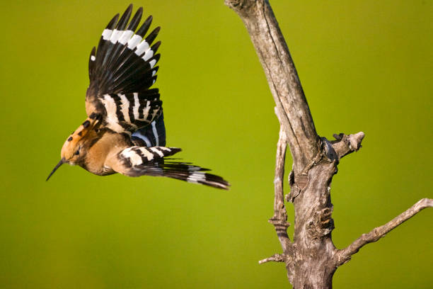 istock Hop, Eurasian Hoopoe, Upupa epops 1456308736