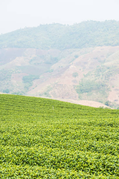 istock Tea Plantation in Thai 1456309725