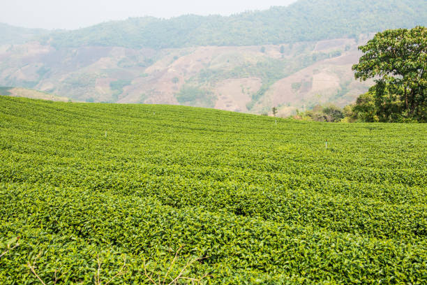 Tea Plantation in Thai, Thailand