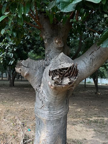 Stock photo showing close-up view of Indian ficus growing in a public park. The tree's branch is damaged after being poorly pruned with a saw.  The Banyan is the national tree of India.