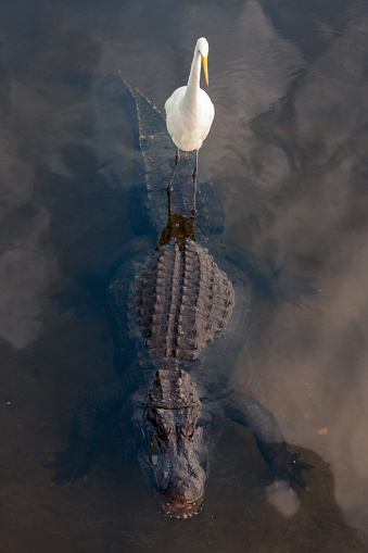 A Great White Egret stands on the tail end of an American  Alligator while resting in the shallows.