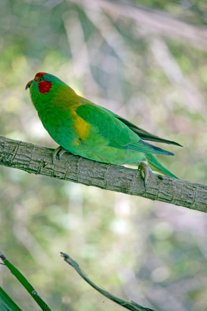 istock the musk lorikeet is perched on a small tree 1456312242