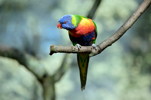 Side view portrait of a single Rainbow lorikeet parrot (Trichoglossus moluccanus) with shallow DOF and defocussed background, focus is on the eye