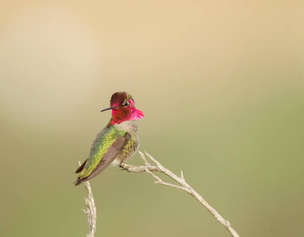 istock Male Anna's Hummingbird 1456314189